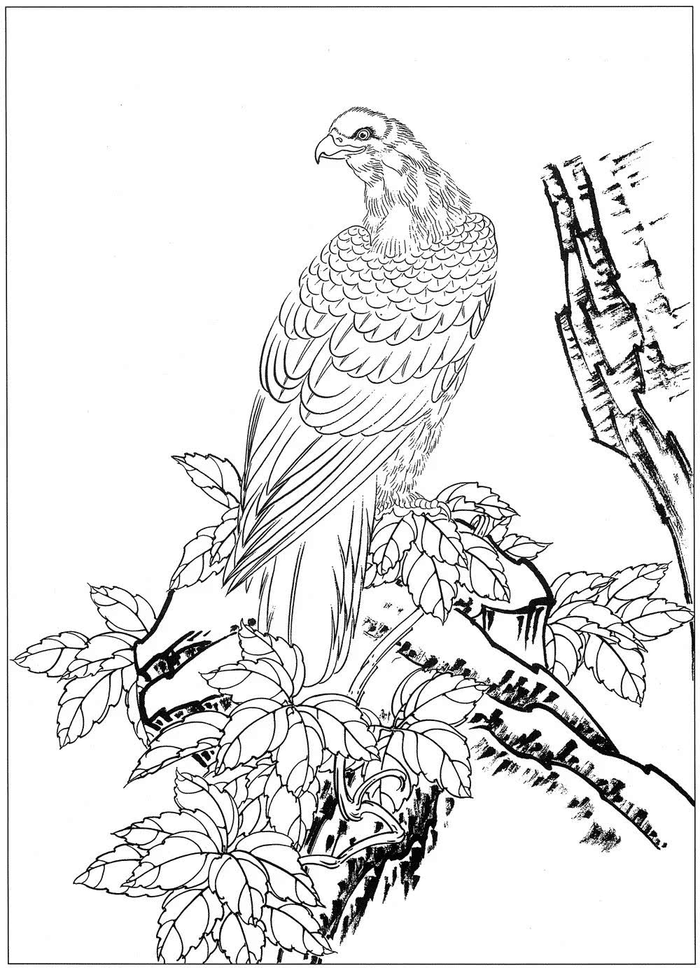 线描白描:动物花鸟虫草图