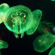 神奇生物：水母