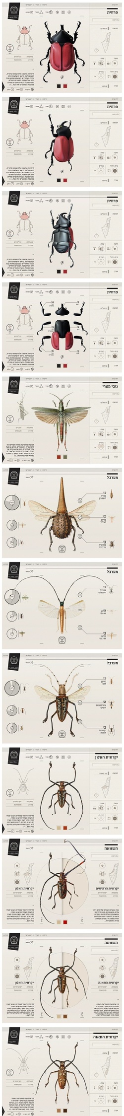 昆虫网页设计