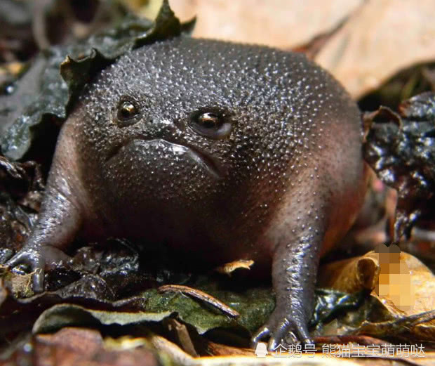 世界上最吓人的青蛙图片