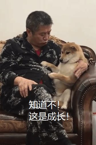 柴犬掉牙心情复杂主人开导柴犬的表情神秘笑翻网友