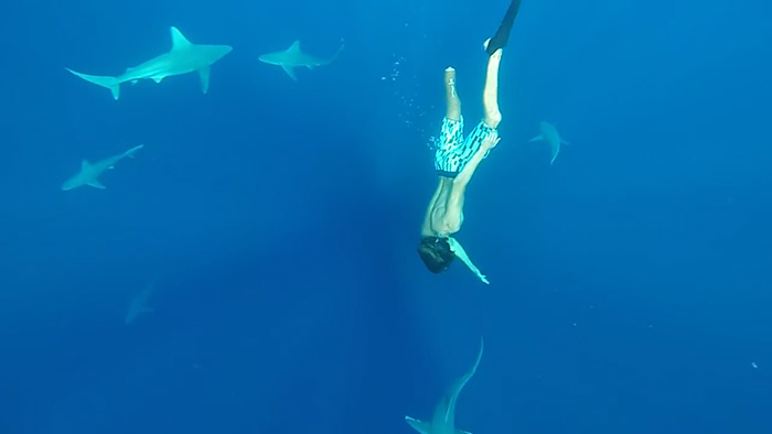 冲浪板上的公益：若鲨鱼不慎夺我性命，请不要再伤及它们生命