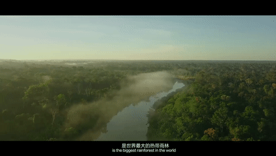 只为一根好木头！大自然家居深入亚马逊雨林拍摄了这条纪录片