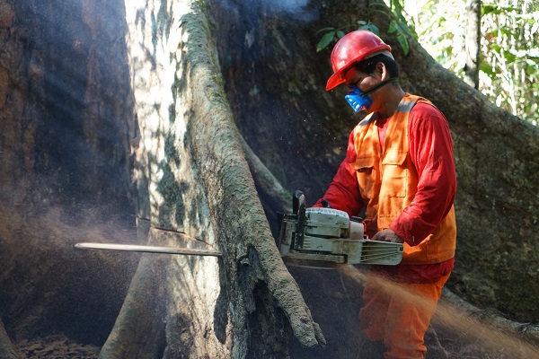 只为一根好木头！大自然家居深入亚马逊雨林拍摄了这条纪录片