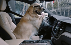VOLVO XC60 狗狗也能使用的巡航功能！