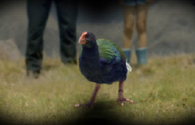 新西兰航空最新安全视频，主角竟然是一只鸡？